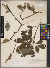 Foto von Salix cinerea L.